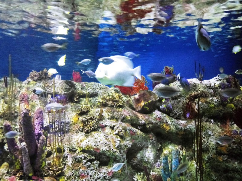 NC Aquarium at Fort Fisher